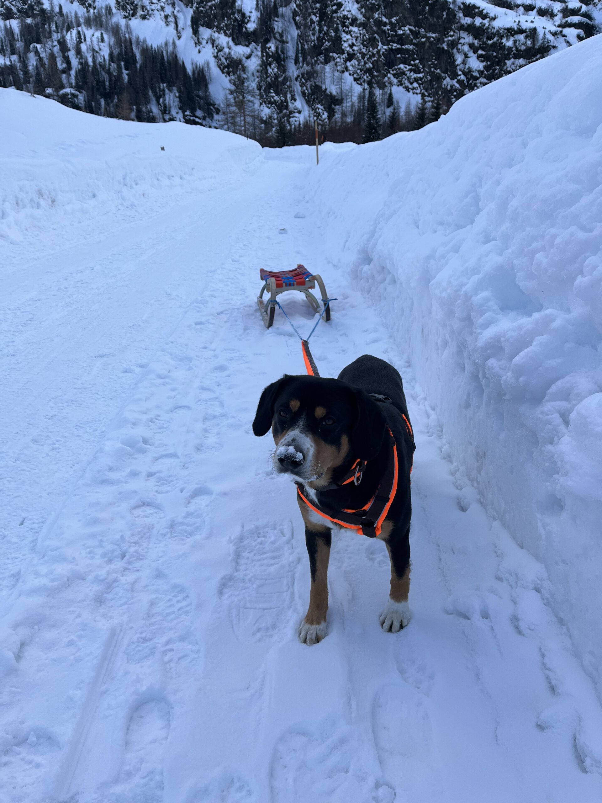RODELSPASS MIT HUND